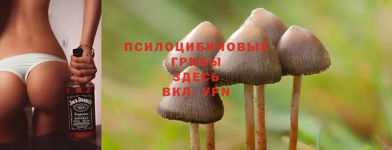 Галлюциногенные грибы MAGIC MUSHROOMS  Луза 